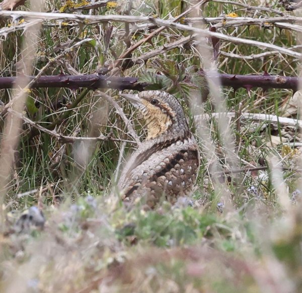 April 2022 - Rye Harbour Nature Reserve Sightings