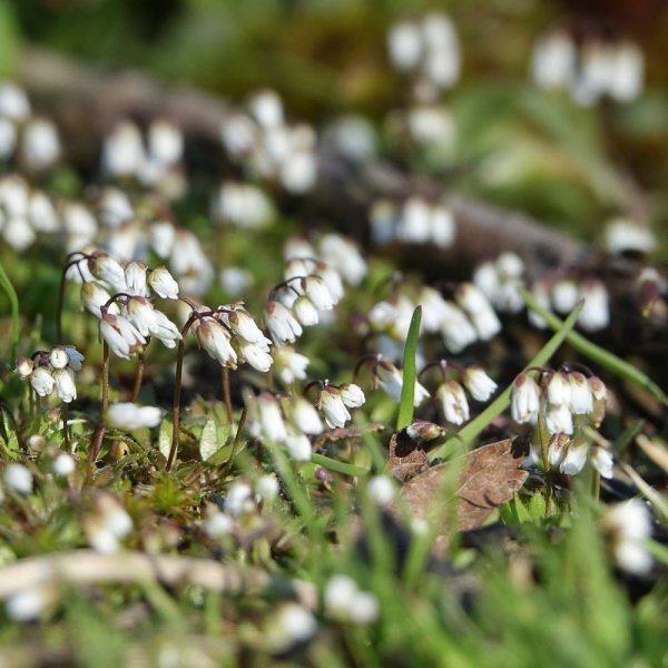 January 2021 - Rye Harbour Nature Reserve Sightings