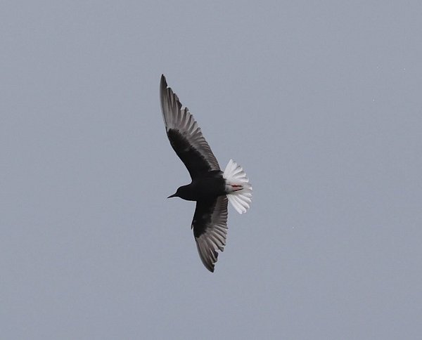 Rye Harbour Nature Reserve sightings - May 2022