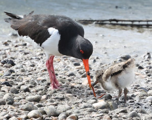 Rye Harbour Nature Reserve sightings - June 2022