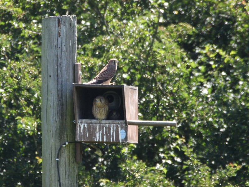 Woods Mill kestrels have fledged