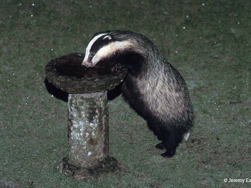 Three ways to help thirsty wildlife during hot weather
