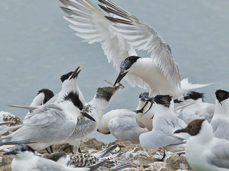Sandwich Terns at Rye Harbour