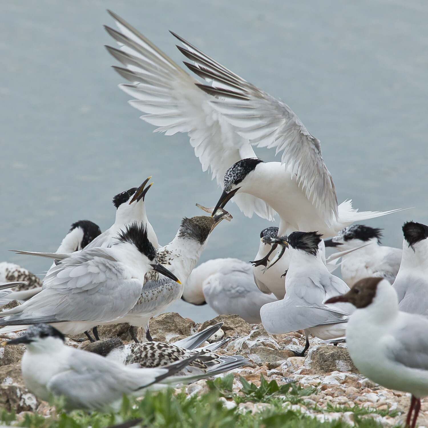 Sandwich Terns at Rye Harbour