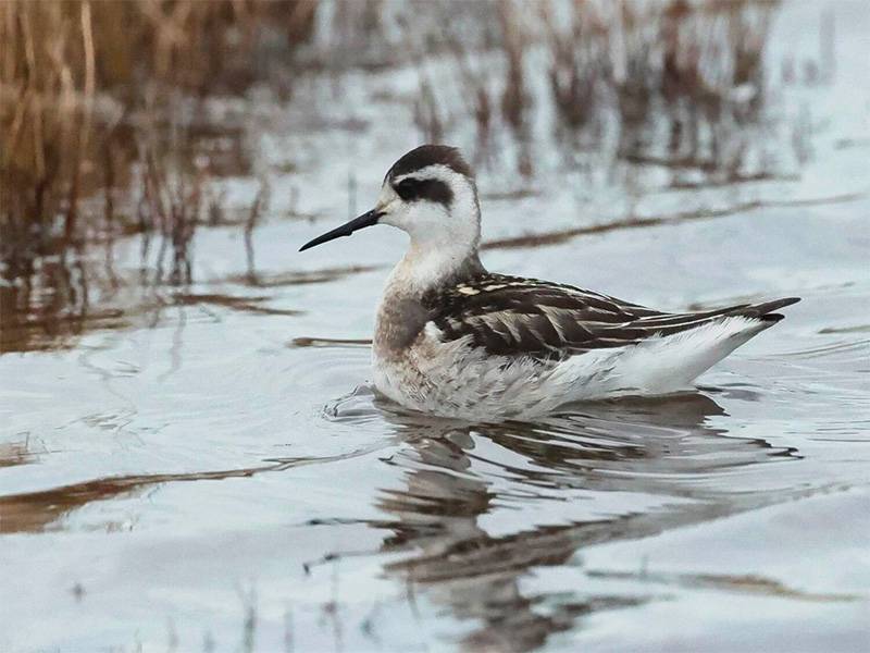 Red-necked Phalarope October 2022