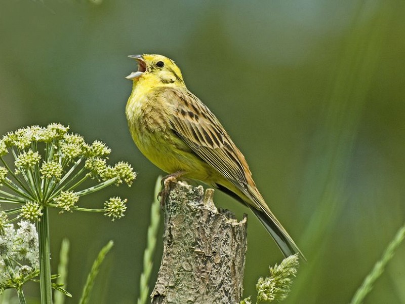 Corona Wildlife Diary: Day Forty-six
