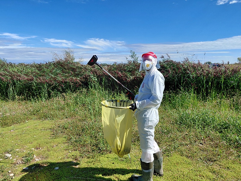 Tackling the suspected avian botulism outbreak
