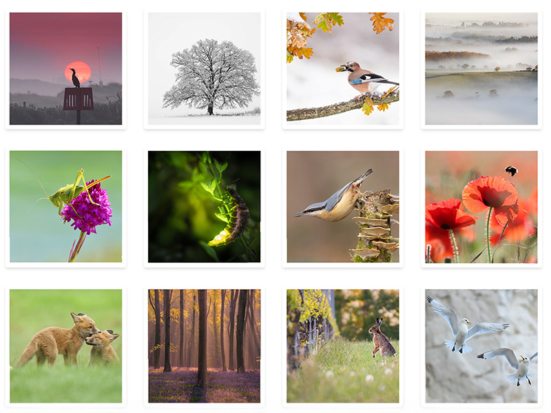 Vote for your favourite nature photograph 2023