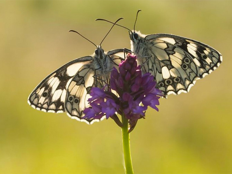 Five butterflies to spot in July