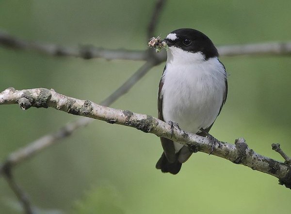 October 2020 - Rye Harbour Nature Reserve sightings