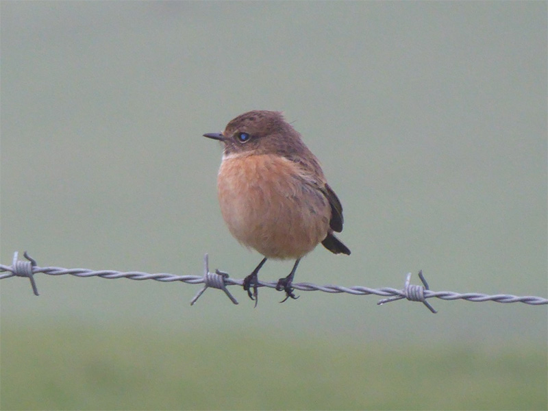 A walk from Birling Gap to Horseshoe Plantation and Cornish Farm