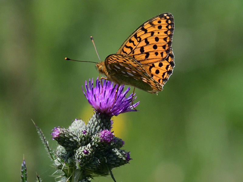 Early Summer at Levin Down