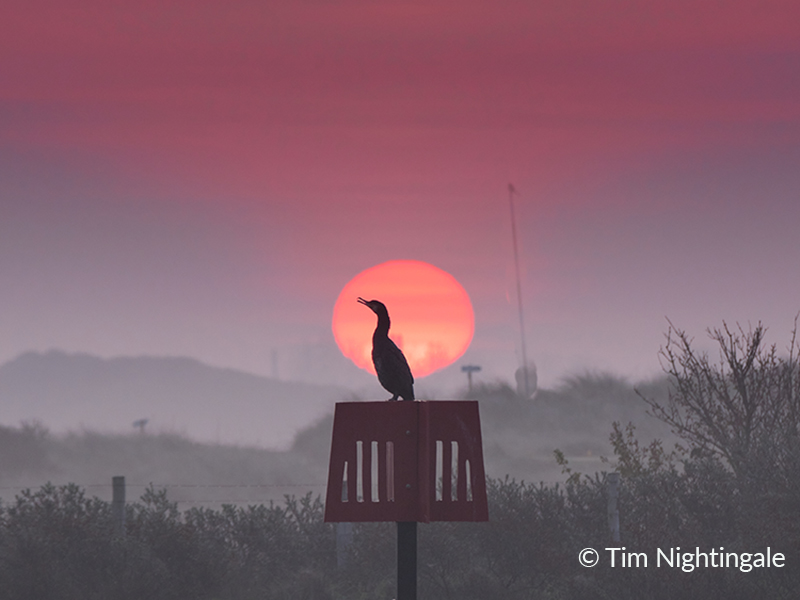 Early bird wins Sussex Wildlife Trust Photo Competition