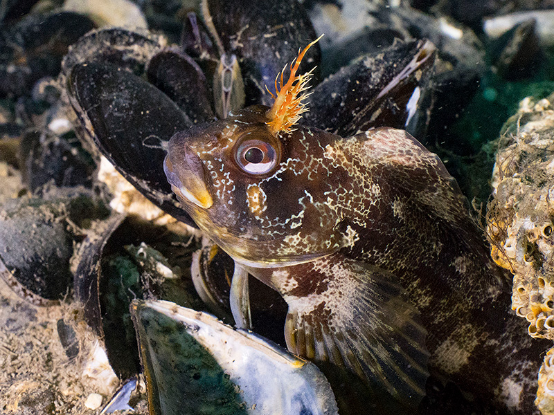 Sussex Wildlife Trust launches legal action to stop the dumping of sediment in Beachy Head West Marine Conservation Zone