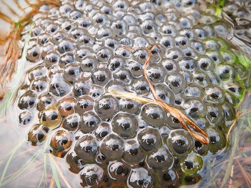 Late winter in the wildlife garden