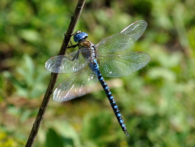 Rye Harbour Nature Reserve Sightings - July 2018