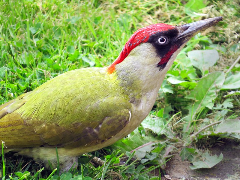 Corona Wildlife Diary: Day Twenty-two