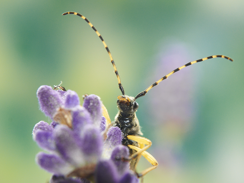 Meet the longhorn beetle