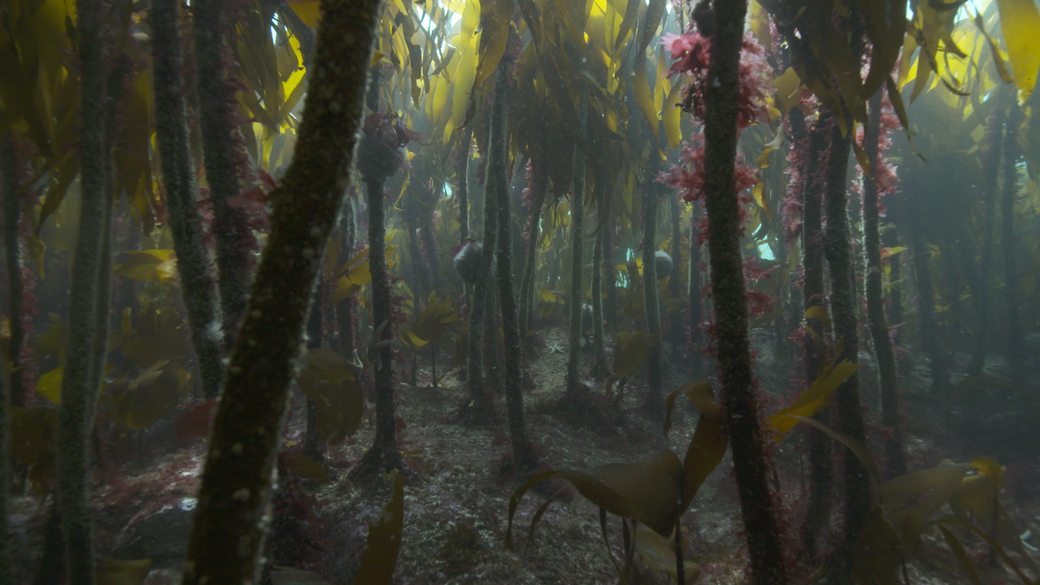Help Our Kelp