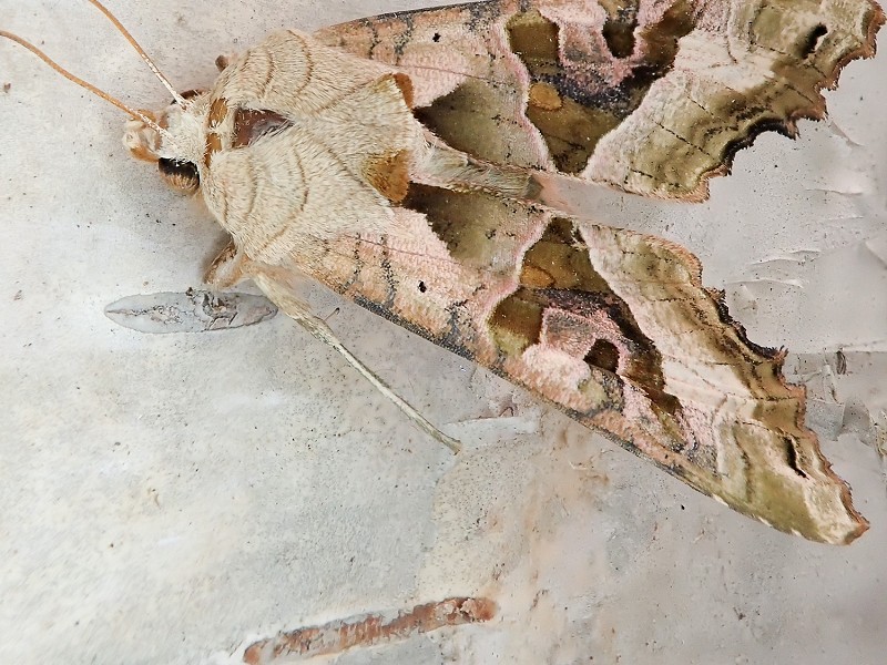 A cold, dry April meant fewer moths