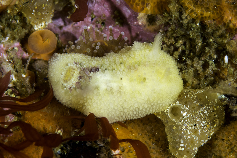 Nudibranchs AKA Seaslugs
