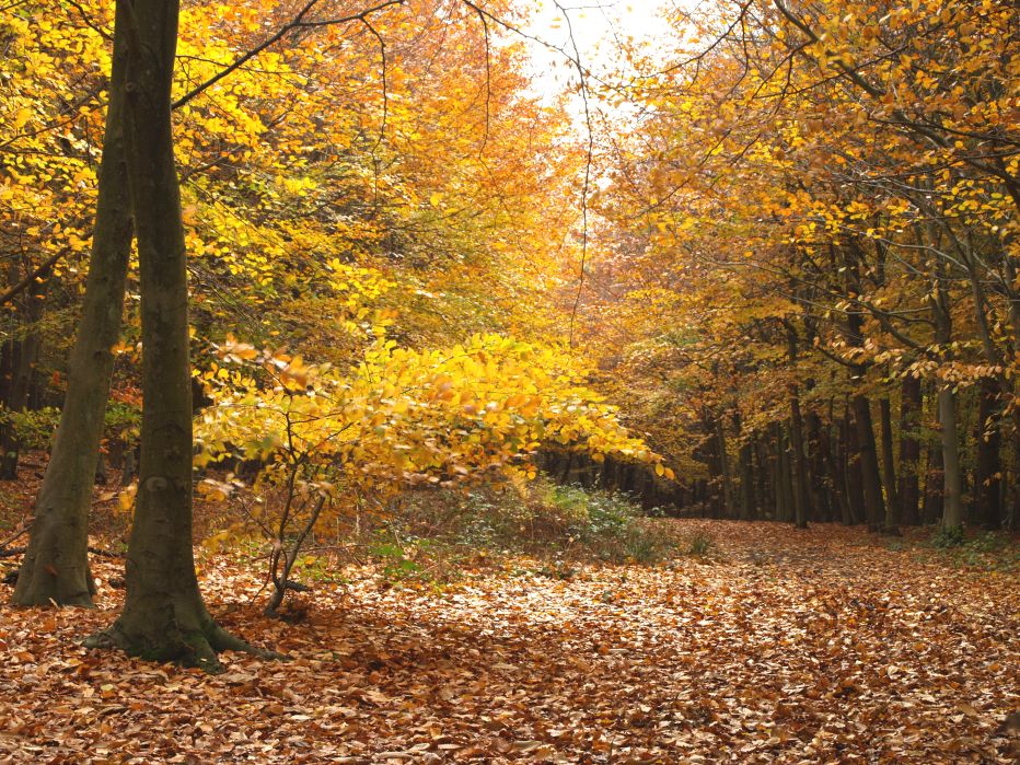 Autumn beech trees Roger Wilmshurst Autumn beech trees Roger Wilmshurst
