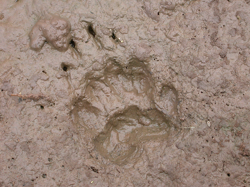 Footprints