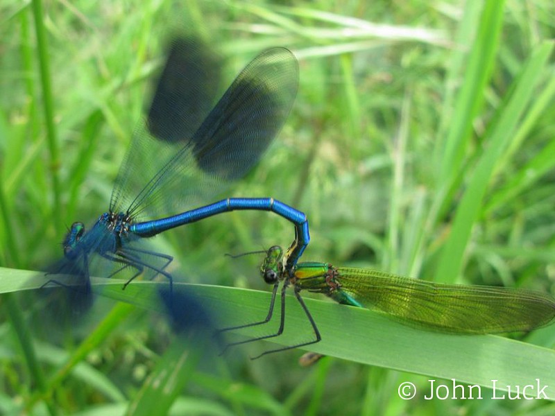 Dragonflies and Damselflies in Sussex