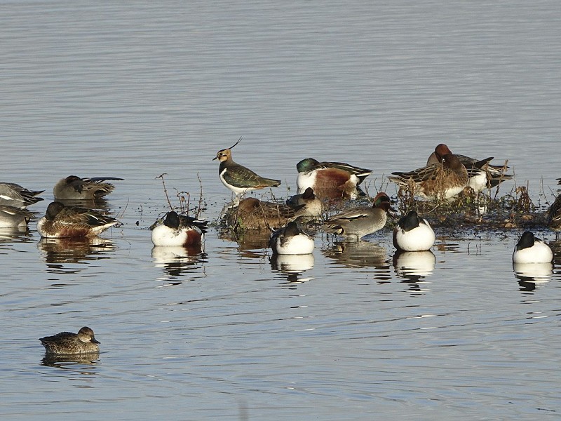 Wildlife Walks and Courses in February 2019