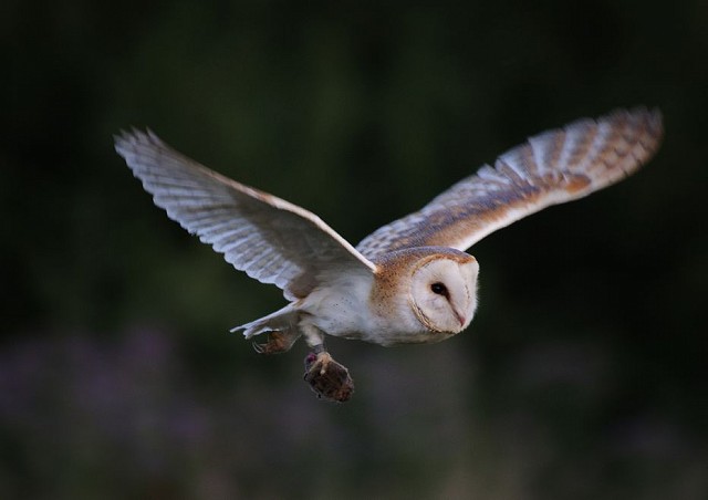 Wildlife Walks, Talks and Courses in August 2019