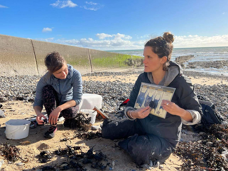 Beach clean, rockpools and mermaids' purses
