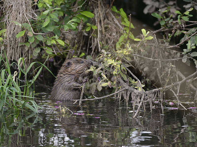 Beavers are helping us to make a splash