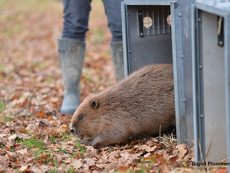 Beaver exploring the Adur landscape