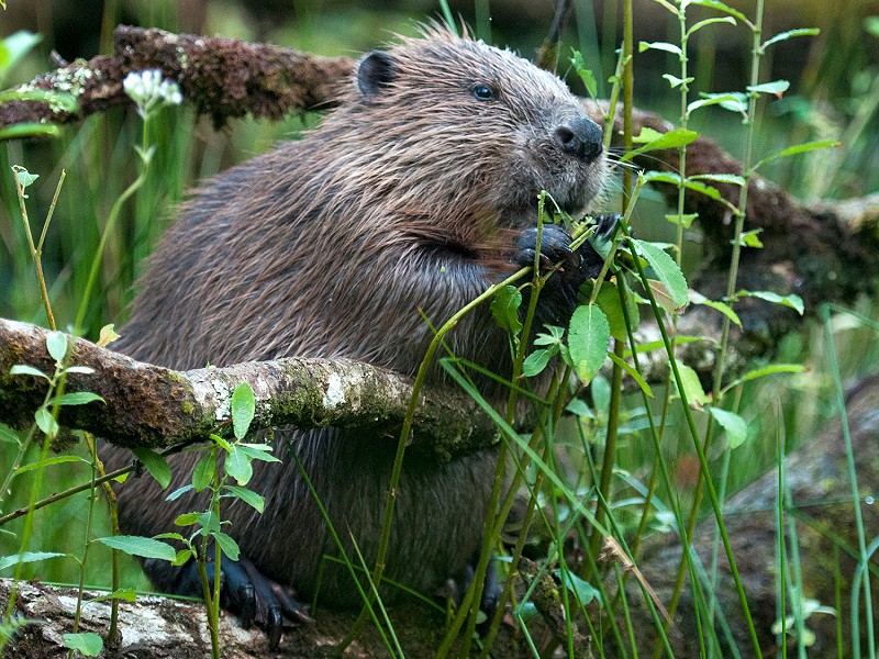 Ending the war on nature - Rewilding