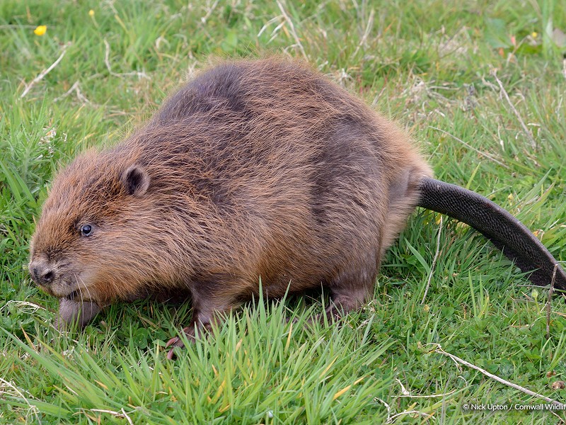 A Beaver's tale