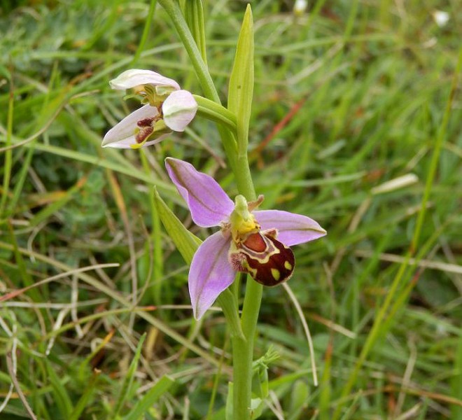 Bee Orchid
