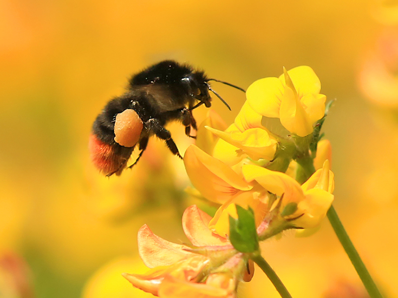 The Wildlife Trusts explore legal challenge to Government’s neonic decision