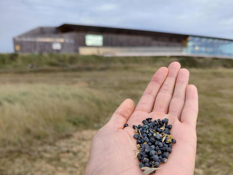 Bio-bead pollution at Rye Harbour Nature Reserve