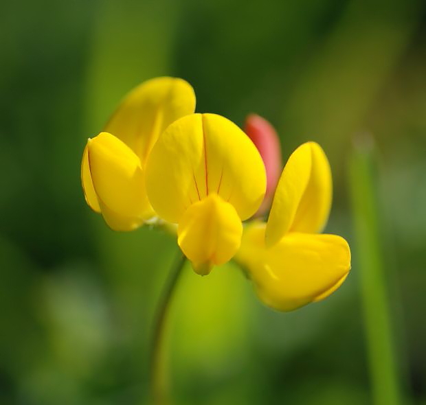 Species of the day: Common Bird's-foot Trefoil