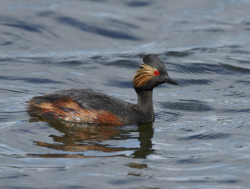 Summer-plumaged Black-necked Grebe © Richard Steel/2020VISION