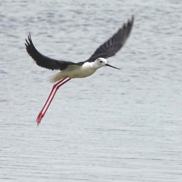 July 2021 - Rye Harbour Nature Reserve Sightings