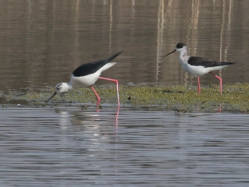 Black-winged Stilt Diary 2021