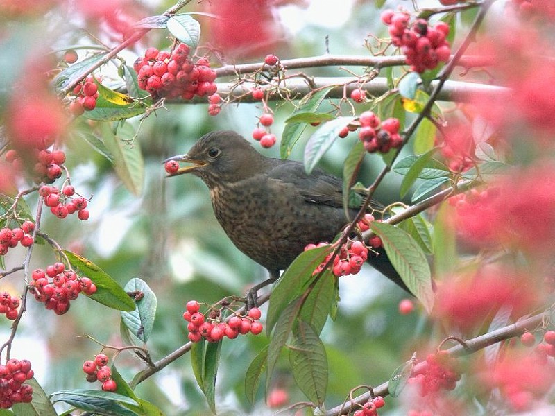 Birds in winter Q&A