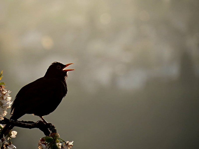 Corona Wildlife Diary: Day Thirty-nine