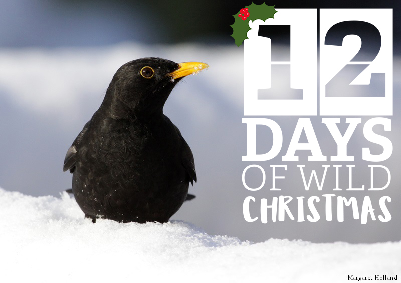 12 Days of Wild Christmas