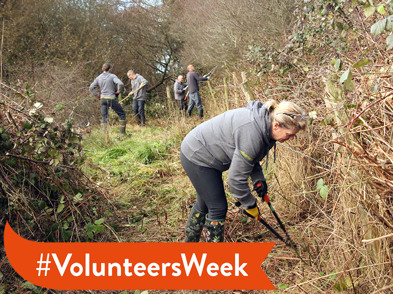 Thank you to all our volunteers