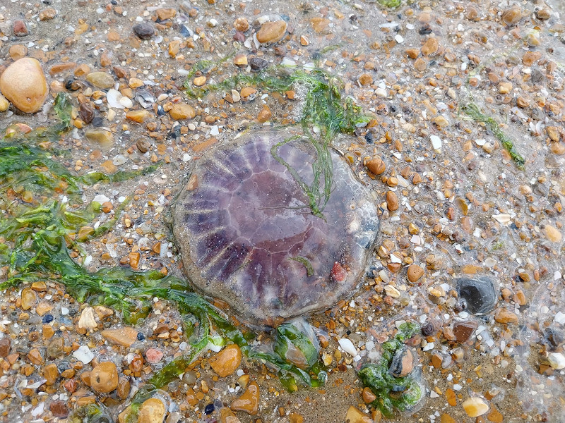 Rye Harbour Nature Reserve Wildlife Sightings – June 2023