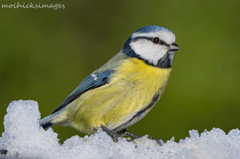 Blue Tit by Moi Hicks