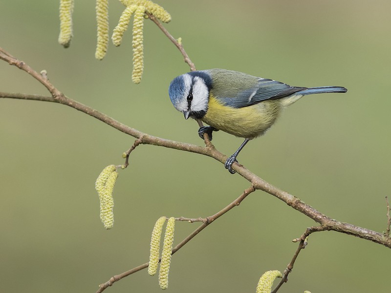 Corona Wildlife Diary: Day Four