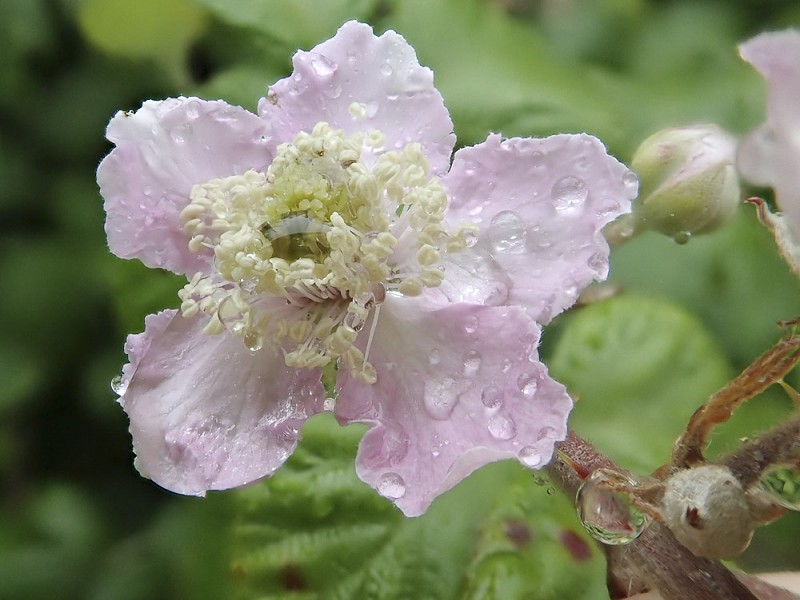 ​Natural Regeneration at Rye Harbour